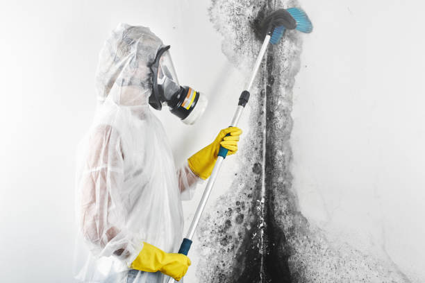 Mold Remediation for Rental Properties in Yellow Springs, OH