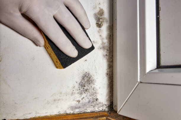 Best Emergency Mold Remediation  in Yellow Springs, OH